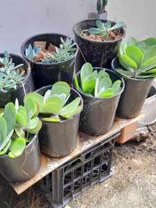 Plants Flapjacks, Agave, Yukka, Jade plant, Groundcover