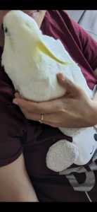 Baby Cockatoo, ring neck and corella.