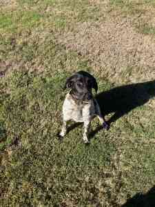 Hunting dog spaniel hound x (3/4spaniel)