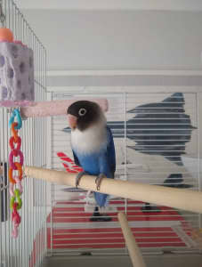 Blue masked lovebird including cage and accessories for sale