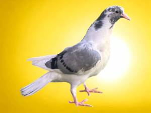 Voutes (greek high flying and return diving pigeons )
