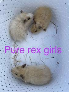 Baby guinea pigs from $20 Texel Rex Silkie Shelties