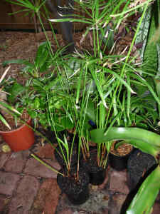 Umbrella grass (Cyperus Alternifolius), 1 pot left for sale