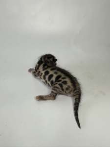 Brown spotted kittens - LECRUZ BENGALS