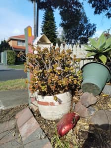Money Plant, Crassula Ovata Succulent 90Cm in 45CM ceramic Pot Lucky 