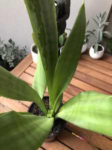 Moonshine sansevieria, Snake plants/Mother in laws tongue pot.