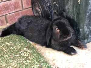 Rabbit mini lop and cage for sale