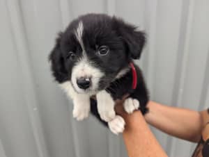 Pure breed border collie puppy one girl left 