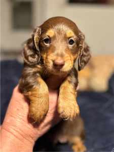 Gorgeous Long Haired Dachshund Pup!