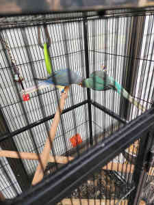 Pair indian ringneck with cage