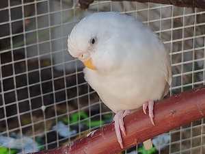 Budgie chicks available 