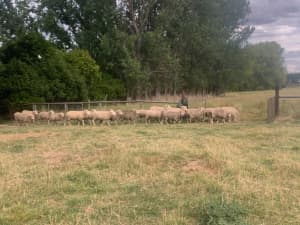 12 1st cross ewes