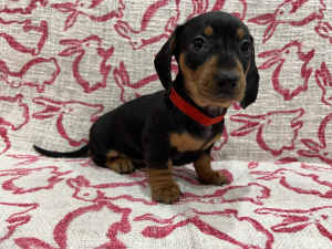 Miniature SAUSAGE DOG only one girl left $2000