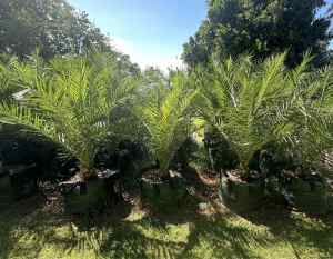 Canary Island Palm Trees