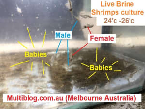 1st Australia Ebay Live Brine Shrimp culture. Adulthood and babies