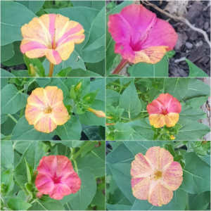 4 O Clock flower/ Mirabilis Jalpa/ Marvel-of-Peru Plant seeds 4 types