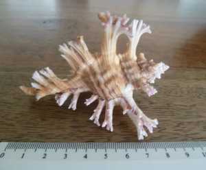 Chicoreus shell from Seychelles (1988)