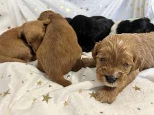 READY TO GO TOY CAVOODLE PUPPIES FOR SALE 