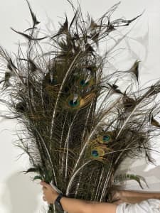 PEACOCK FEATHERS AVAILABLE