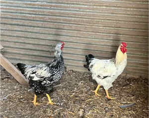 Free 2x Silver Wyandotte rooster