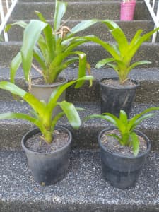 Easy care bromeliads plants indoor or outdoor
