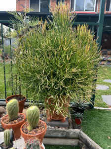 Succulent Firestick Bushes ( Euphorbia Tirucalli ) 1M x 1M