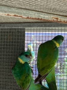 Cloncurry parrot pair for sale.