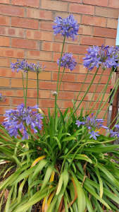 Purple Agapanthus Plants 