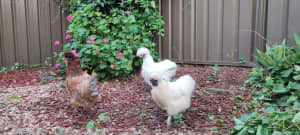 Pure Breed Hens Trio for Sale - dropped to $99 for All!