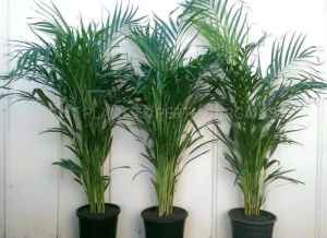 LARGE Multiplanted Golden Cane Palm Trees Plants