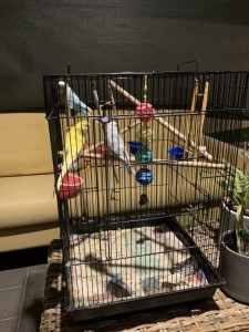 3 Budgies plus cage and toys for $50