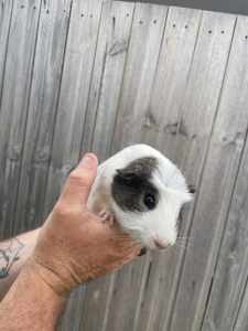 Male Guinea pig 10months old
