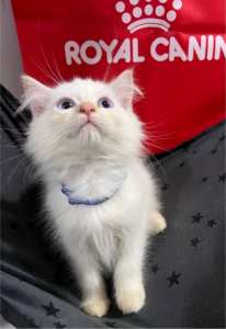 Purebred Ragdoll Flamepoint Kittens (Ready Now)