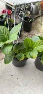 PLANTS Sold Pending Two (2) Potted Hydrangea Plants Pink $10 each