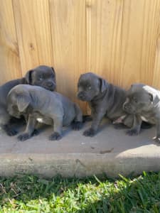 Cane Corso  PetStarter