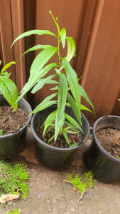 Organic peach plant growing from seed in 200 mm pot 20$ each