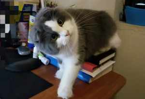 Grey and White Scottish Fold Looking for a Lovely New Home
