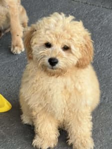 Cavoodle Toy Male