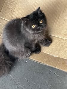 Doll face black persian male kitte
