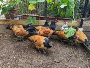 Breeding pairs/trios Vorwerks, Marans, Welsummer chickens 
