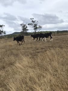 4 brown Swiss x Hereford steers
