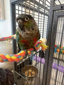 Hand reared and tamed Crimson bellied conure