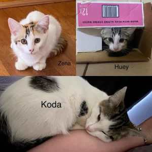 Koda, Huey & Zena - Perth Animal Rescue Inc vet work cat/kitten