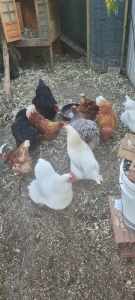 Homegrown chickens for sale