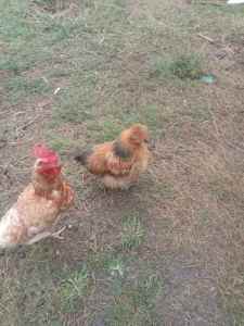 chickens,laying hens