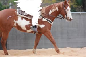 3 Yr Old (Trained) - Gelding - Paint 