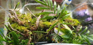 custom made tarariums for frogs and reptiles 