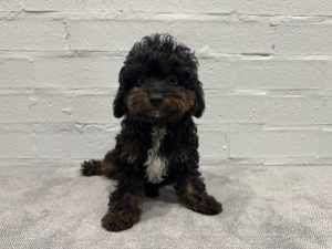 Toy Cavoodle Puppy For Sale: last of the litter