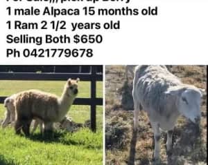 Ram and alpaca both