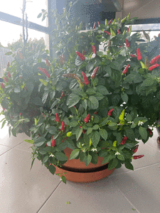 Chillies Plant in Pot